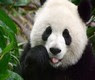 panda avatar