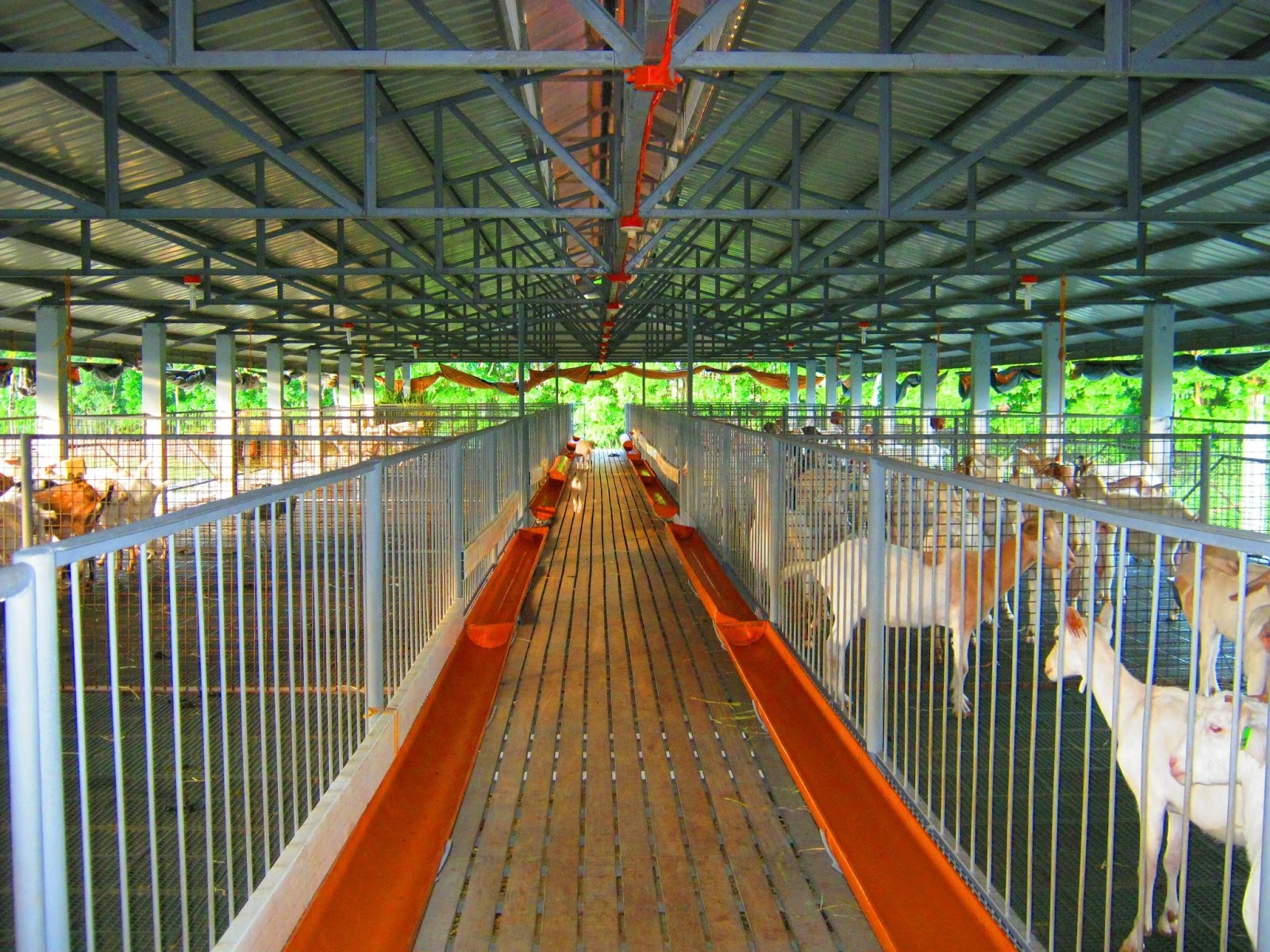 Raffy Cooper: LeonPhilippe Goat Farm - Lipa, Batangas
