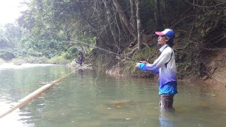 Teknik mancing masheer di sungai Aceh Besar Begini Teknik mancing masheer di sungai Aceh Besar