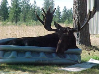 Moose in wading pool