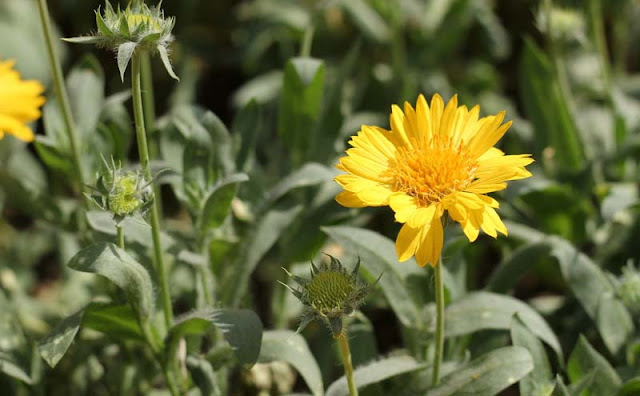 Gaillardia Grandiflora Mesa Yellow Flowers