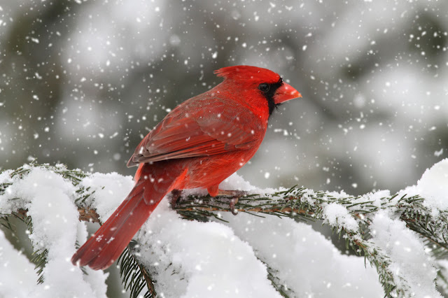 Red Bird Cardinal