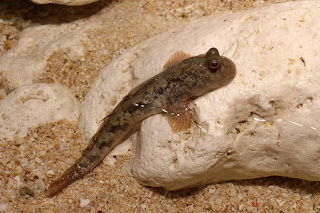 Barred mudskipper