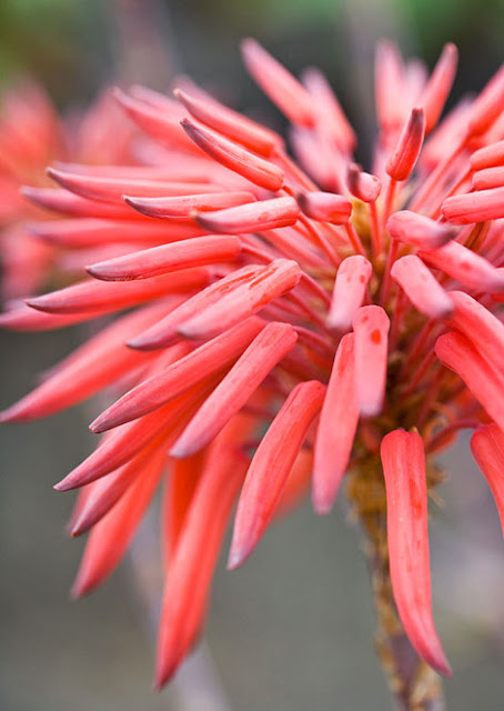 flor-suculenta