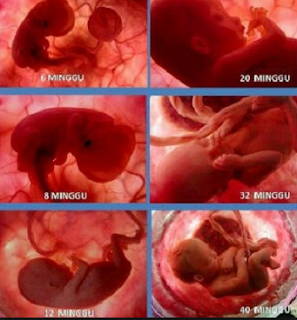 Pengertian Fertilisasi Dan Embrio Serta Tahap Perkembangannya Pada Manusia