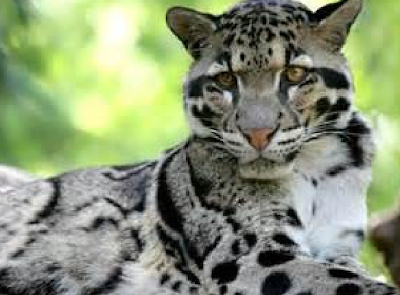 clouded leopard