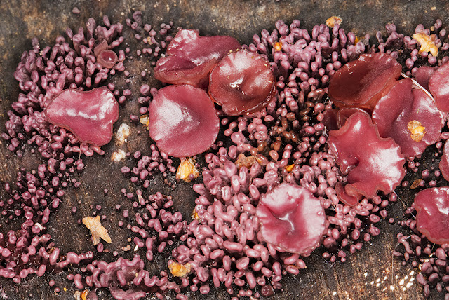 Ascocoryne species, either A. sarcoides or A. cylichnium.  Purple Jellydisc.  Petts Wood, 24 October 2015.