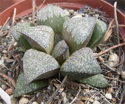 Haworthia splendens