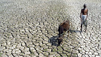 An Indian farmer walks with his hungry cow through a parched paddy field in Agartala, India, 2005. (Credit: Reuters/Jayanta Dey) Click to Enlarge.