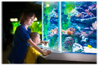 Benefits Maintain ornamental fish at home for health