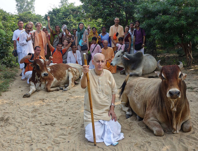 Sankarshan Das With Our Cow Friends on Govardhana Parikrama