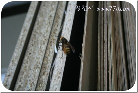 철천지IMG_0590-20110620-173154