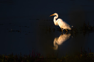 Wildlifefotografie Silberreiher Lippeaue Olaf Kerber