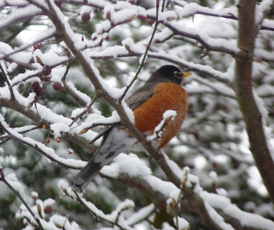 robin in the pear