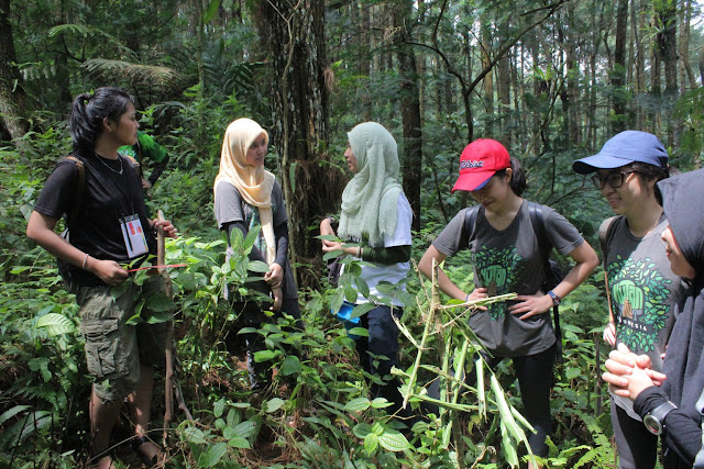 mengadopsi-hutan