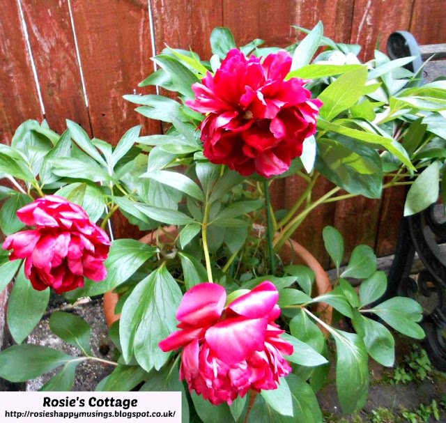 Beautiful Peonies 