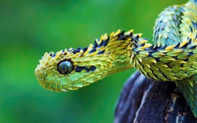 Ular Bush Viper - Sekitar Dunia Unik