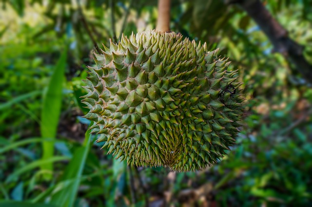 30+ Gambar Buah Durian Lokal