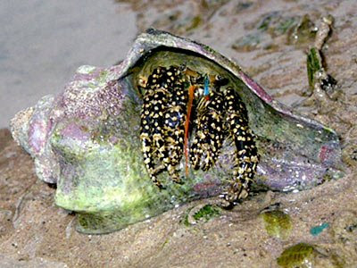 Black hermit crab with gold spots (Clibanarius cruentatus)