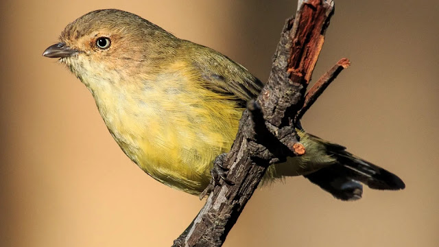 Weebill