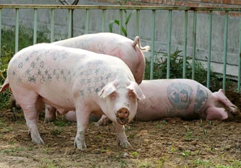 Creative Tattoo Arts on Pigs – Amazing Animals