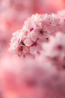 خلفية موبايل سامسونج عبارة عن بوكية من الورد الرائعة، لون رائع وورد أروع، خلفية رومانسية جذابة جداً للحب والعشق والعمق.