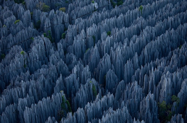 الصخور+الكلسية+في+غابات+تسينگي،+مدغشقر من أجمل الاماكن التي قد تراها ، تسينگي: الغابة الصخرية في مدغشقر