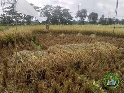 FOTO 1 : Panen Padi Cakrabuana 02   Umur 90 HST Di Sawah Tegalsungsang, Subang