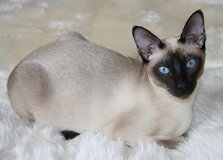 tonkinese cats information kittens mix siamese pictures breed pets