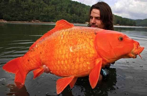 THE FISHING NEWS: RECORD ORANGE KOI CARP CAUGHT