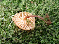 Xeromphalina campanella