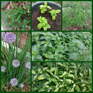 Herbs in my Garden | Navigating Hectivity by Micki Bare