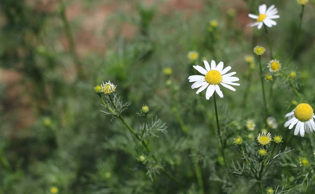 Mayweed Flowers Pictures