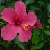 Manfaat Bunga Sepatu(Hibiscus rosa-sinensis L.)