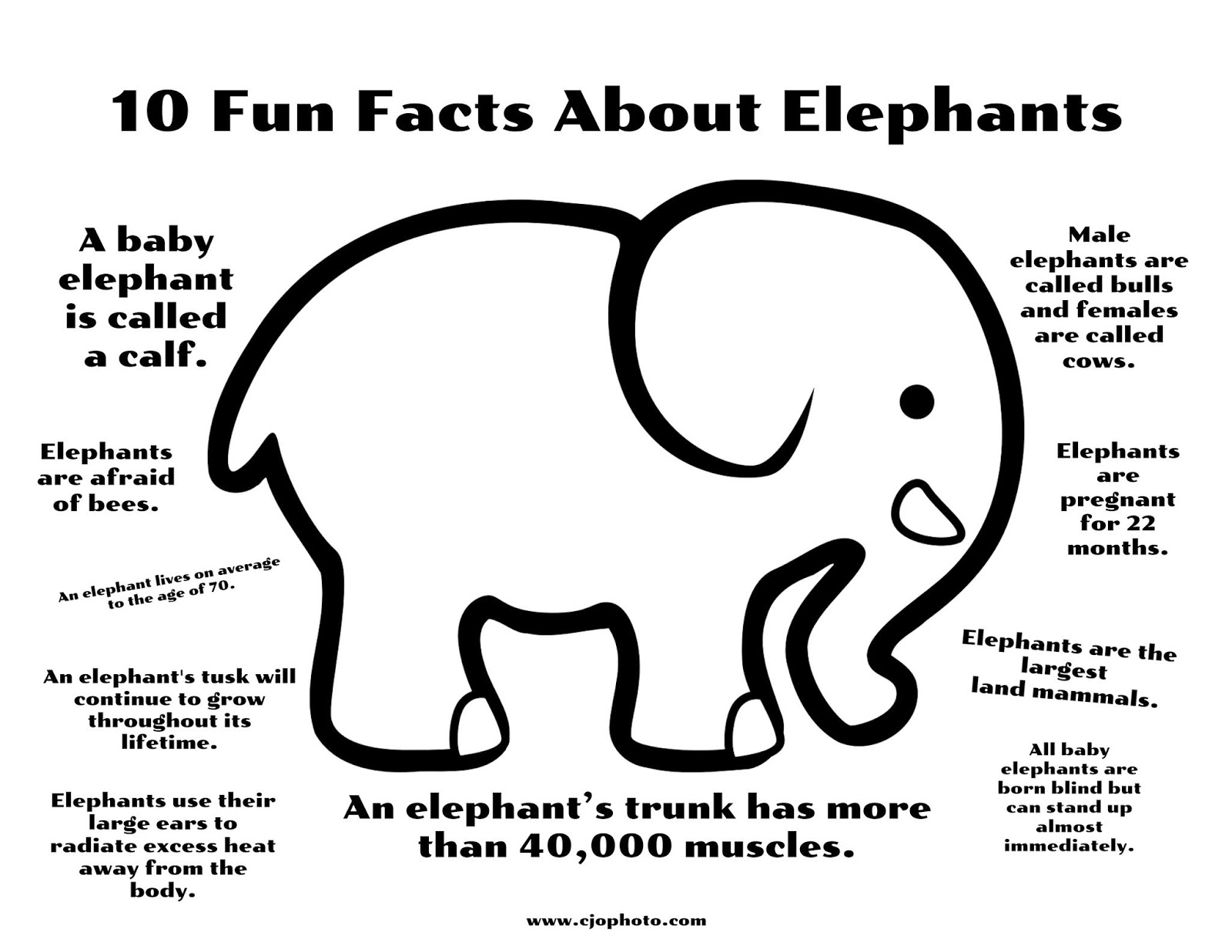Download CJO Photo: Fun Facts Coloring Page: Elephants