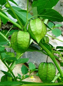 Khasiat pokok letup letup  Sibersensasi