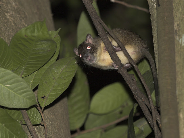 Annandale's Rat - Sundamy annandalei