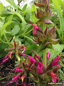 Salvia spathacea (Hummingbird Sage)