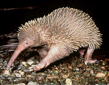  Funny Echidna  Funny  Images Show