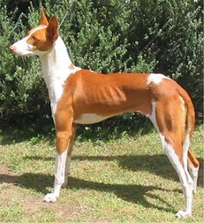 Ibizan Hound Cute Dog Breed picture