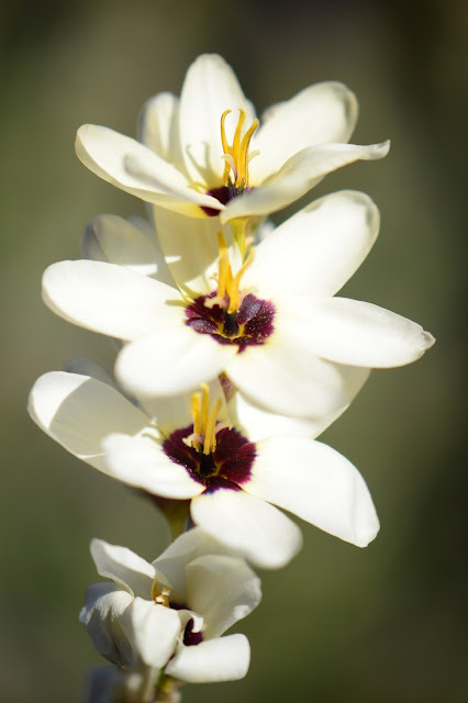 Ixia, wand flower, small sunny garden, amy myers, desert garden, arizona garden, photography