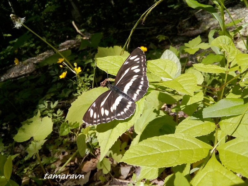 Бабочка пеструшка (Neptis sp.)