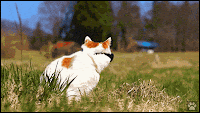 Cat GIF with caption • MEME • Funny cat wearing sunglasses. "Hey you". DEAL WiTH iT
