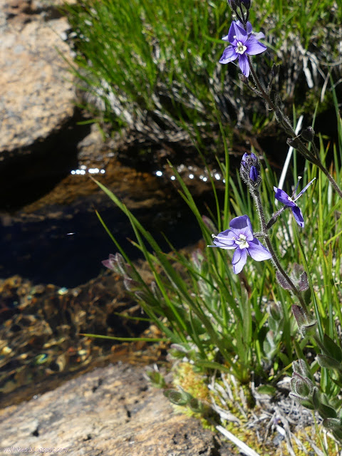 291: blue flowers