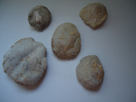 FOSSIL SEA URCHIN / ECHINOID