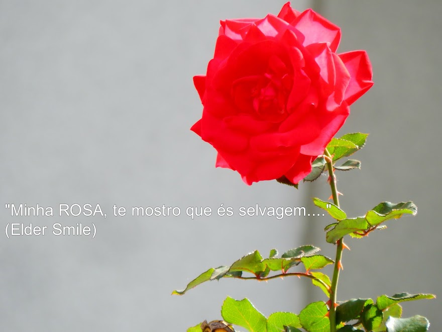 ROSA VERMELHA