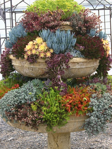 Succulents - Succulent gardens - succulent arrangements