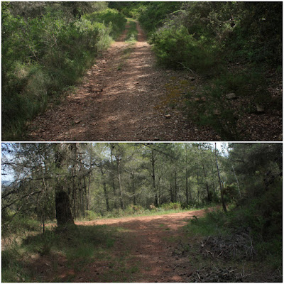 ARBRES SINGULARS A L'ALBÀ-AIGUAMÚRCIA-ALT CAMP, Camí del Pla de Manlleu a Aiguamúrcia en direcció a Cal Bernat i Castell de l'Albà