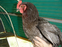 Production Blue / Blue Rhode Island Hen