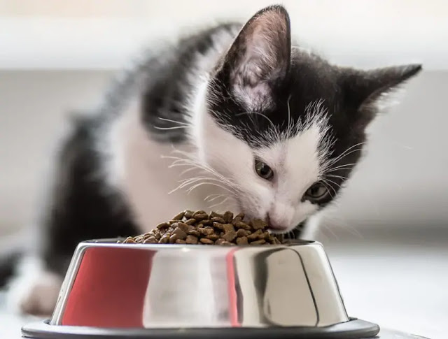 how many calories should a kitten eat per day? food for kittens from the age of two months to 6 months 9 lives cat food how much-wet food for the 6-month-old cat how much food does a 6-month-old cat need how much food should I feed my 6-month-old cat what to feed a 6-month-old cat cats food allergies cats food chain cats food poisoning cats food allergy symptoms a cat's food chain a cat food mat a cat food feeder cats best food